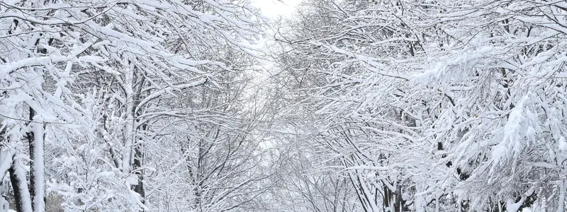 Snowy trees arching over a quiet residential street